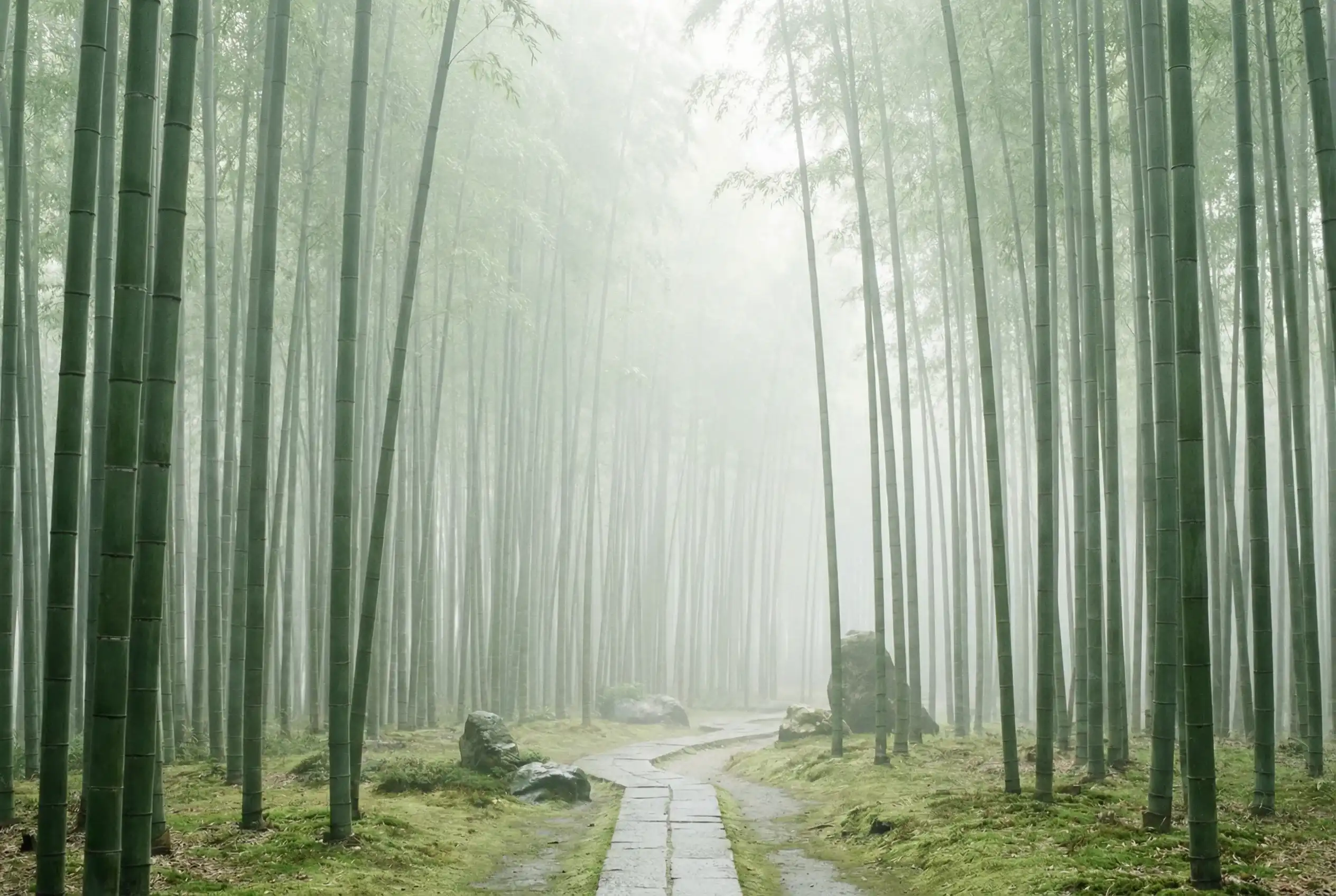 竞彩网 自然恩赐计划竹林背景